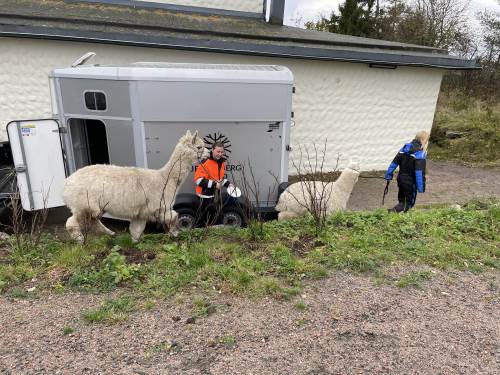 Her kommer premien: besøk av to søte alpakkaer